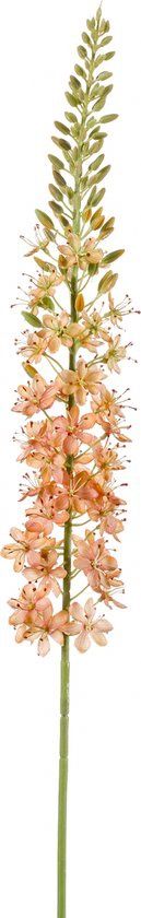 Eremurus spray 105 cm peach