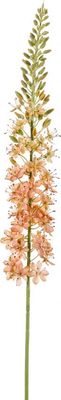 Eremurus spray 105 cm peach
