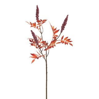 Rhus Typina Berry 100 cm