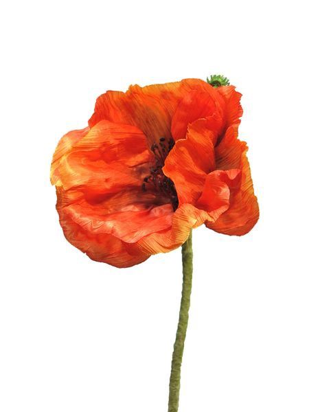 Papaver Orange
