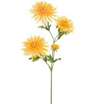 Spider Gerbera Yellow