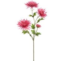 Spider Gerbera Roze