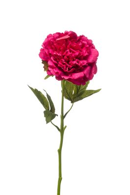 Peony Spray beauty