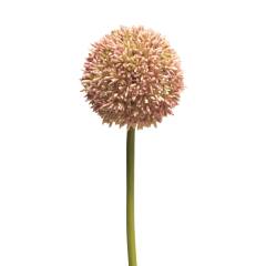 Allium pink