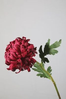 Chrysant iba red