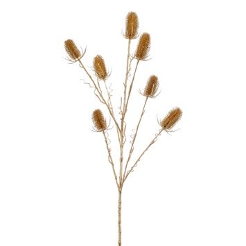Dipsacus