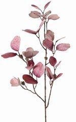 Eucalyptus Mauve Gold