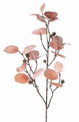 Eucalyptus Champagne