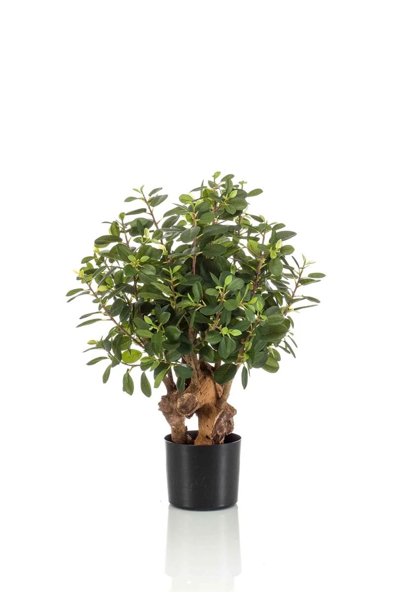 Ficus panda botanic tree 70cm