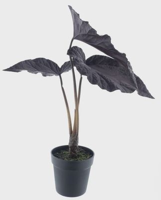 Begonia in pot (1 year UV-protected)