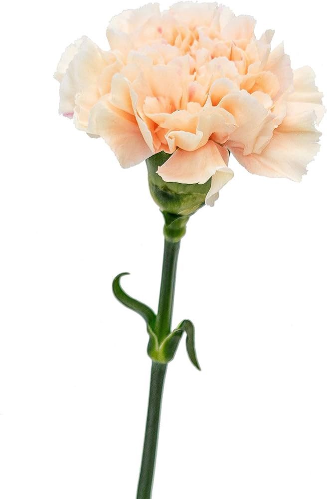 Anjer Peach