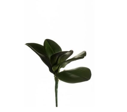 Phalaenopsis leaf bush