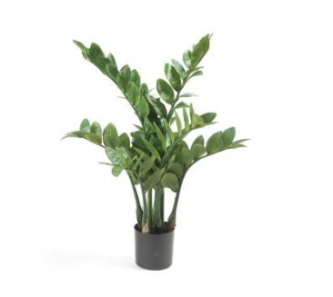 Zamioculcas 70 cm