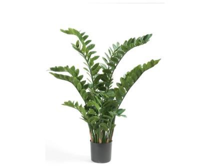 Zamioculcas 130 cm