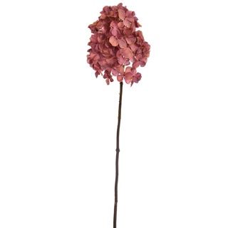 hydrangea mauve