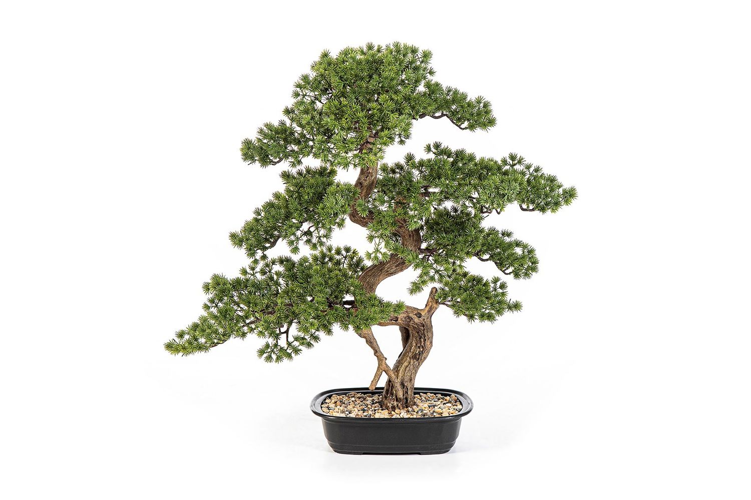 Bonsai pine 70cm + pot
