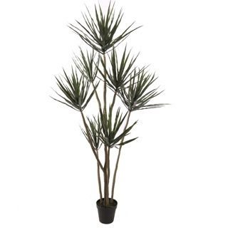 Yucca plant