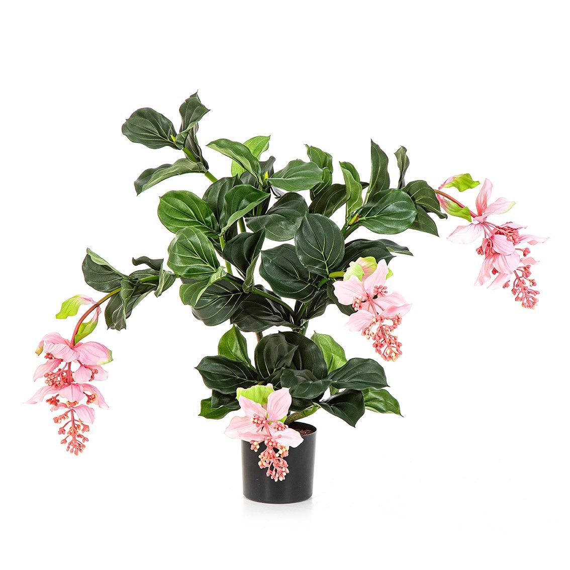 Medinilla Pink
