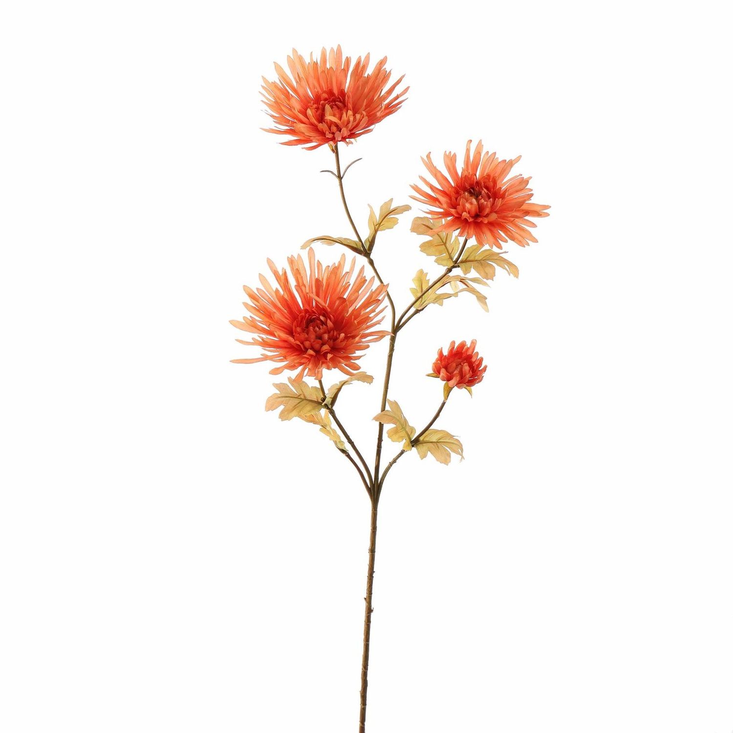 Spider Gerbera Oranje