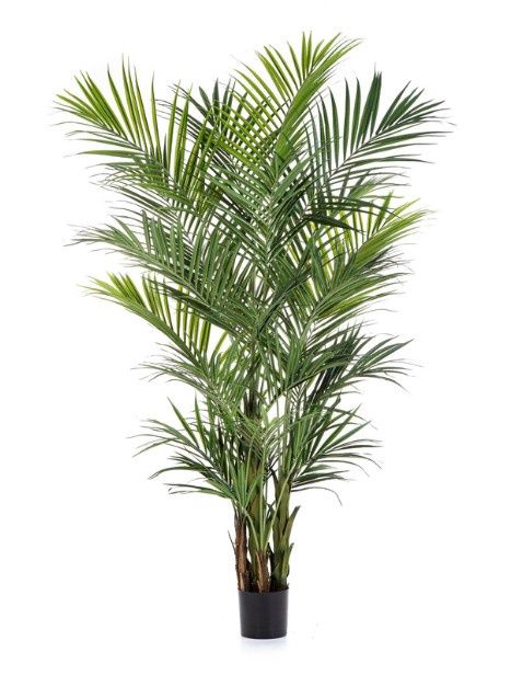 Kentiapalm 260 cm Deluxe