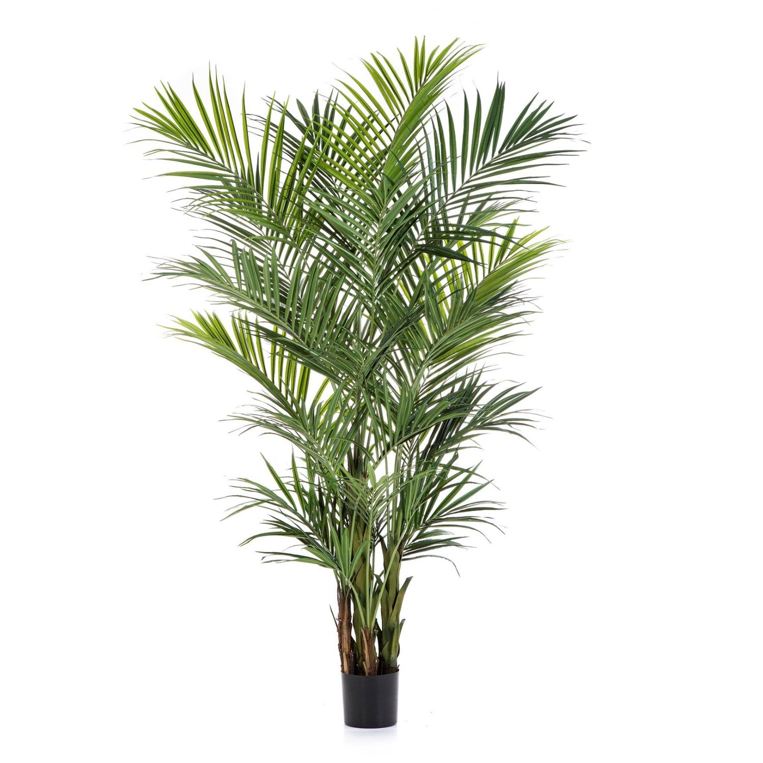 Kentiapalm Deluxe 260 cm