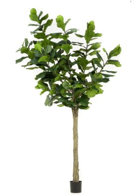 Ficus Lyrata 300 cm
