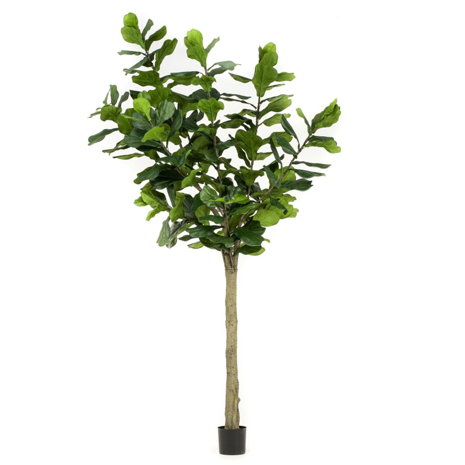 Ficus Lyrata 300 cm