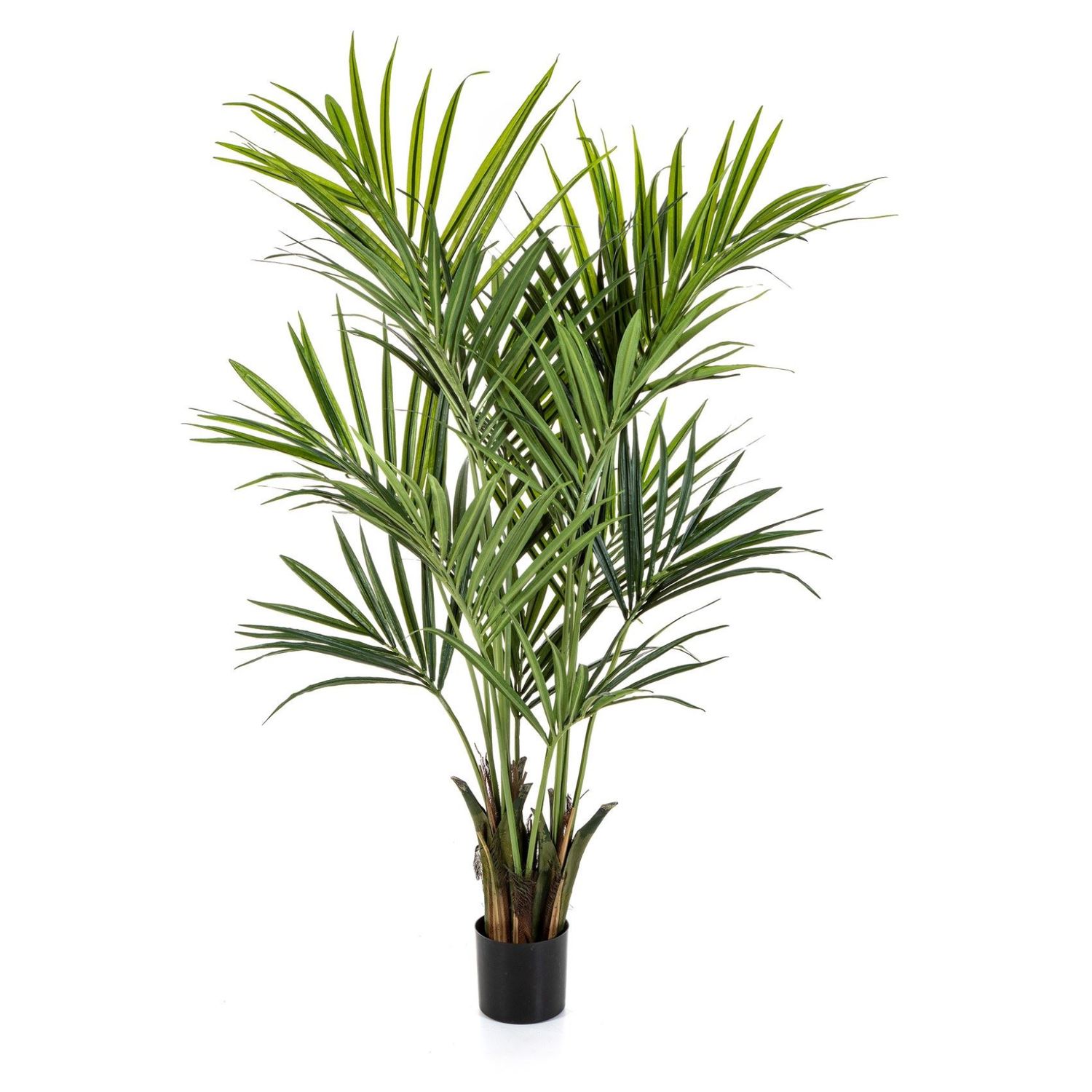 Natural Kentia Palm 172 cm