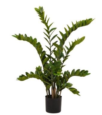 Zamioculcas 110 cm
