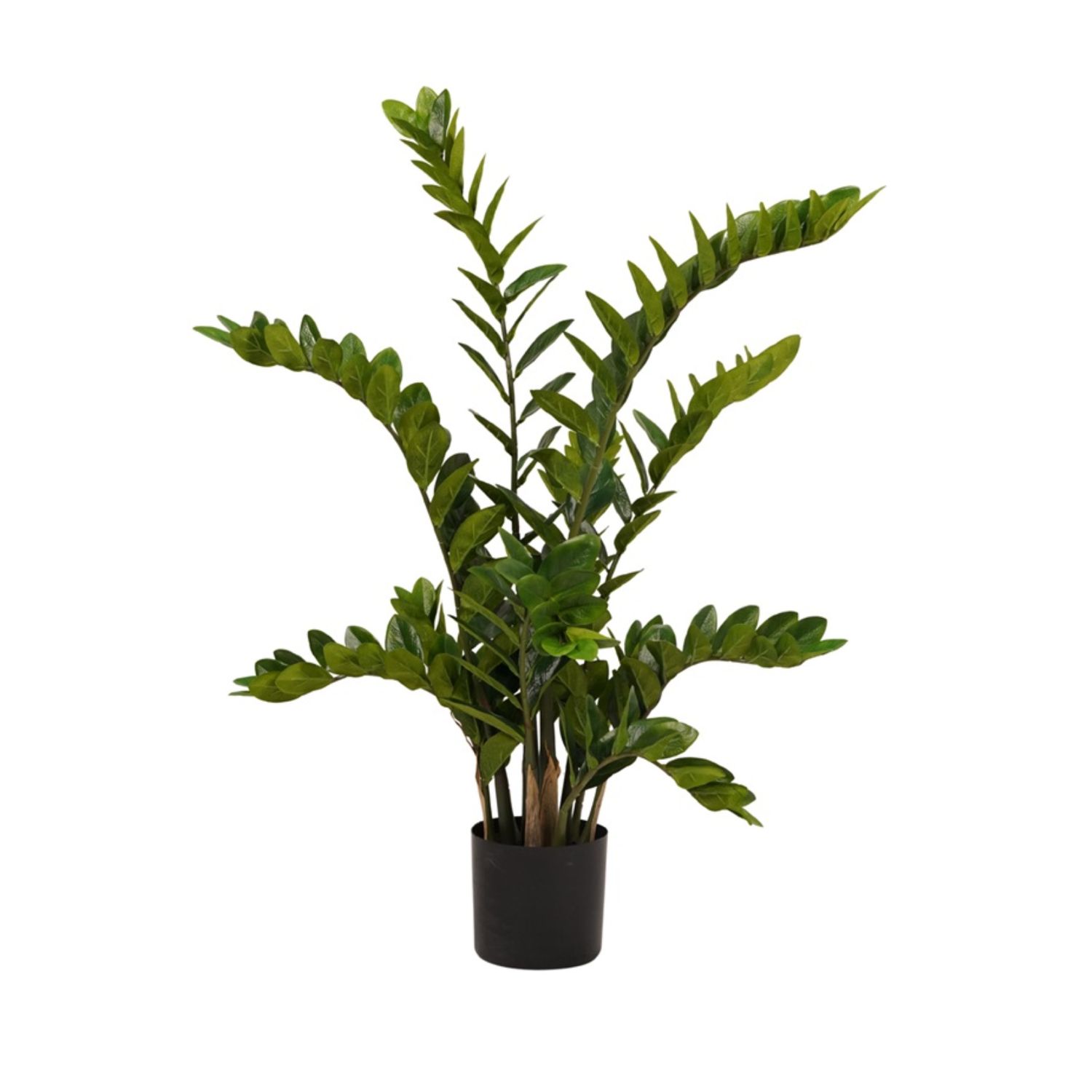 Zamioculcas 110 cm