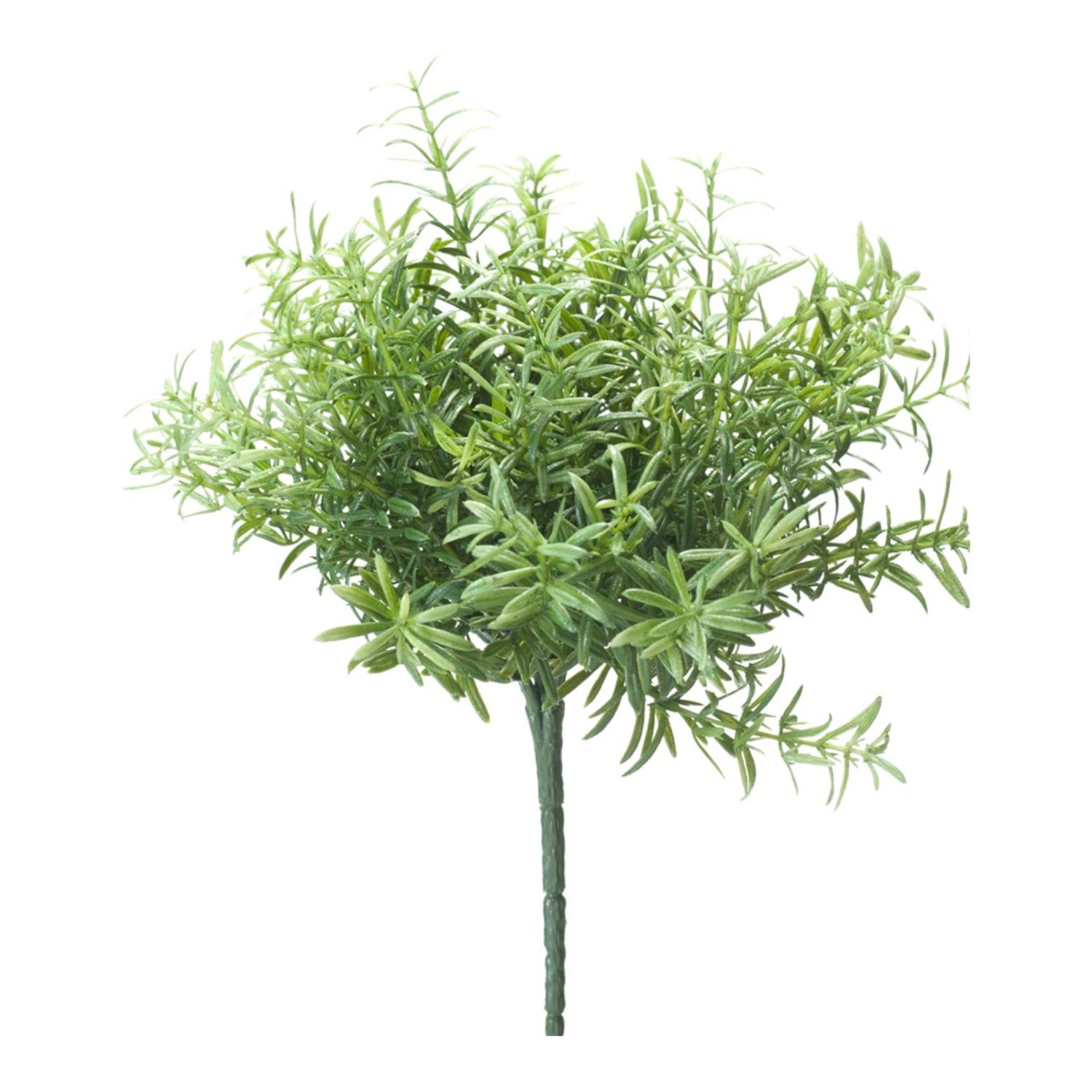 Rosemary Bush