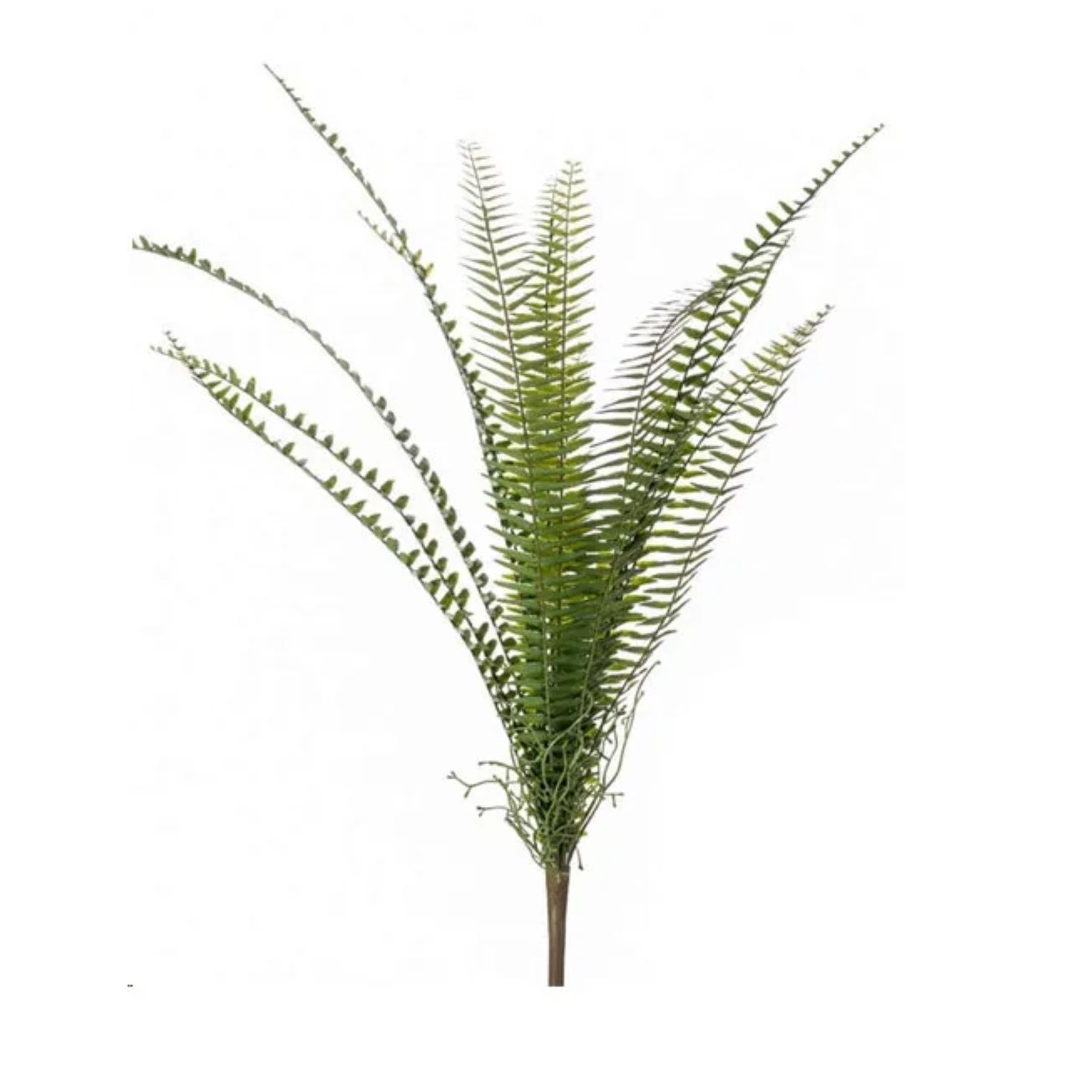 Fern nephrolepis bush