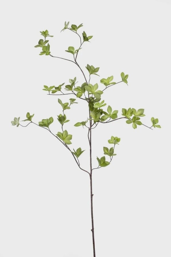 Cornus Leaf Spray
