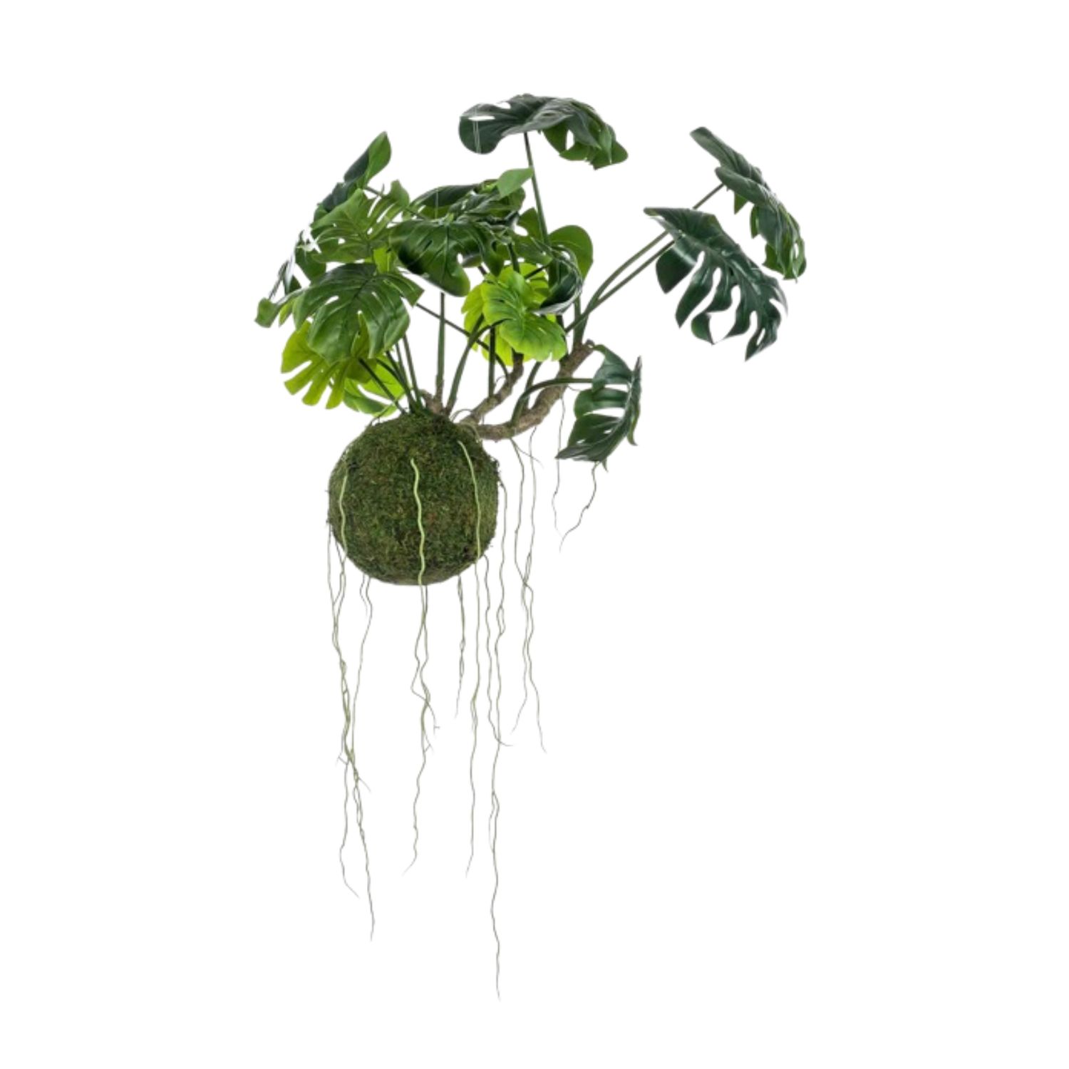 Monstera Mos ball Hanging 60