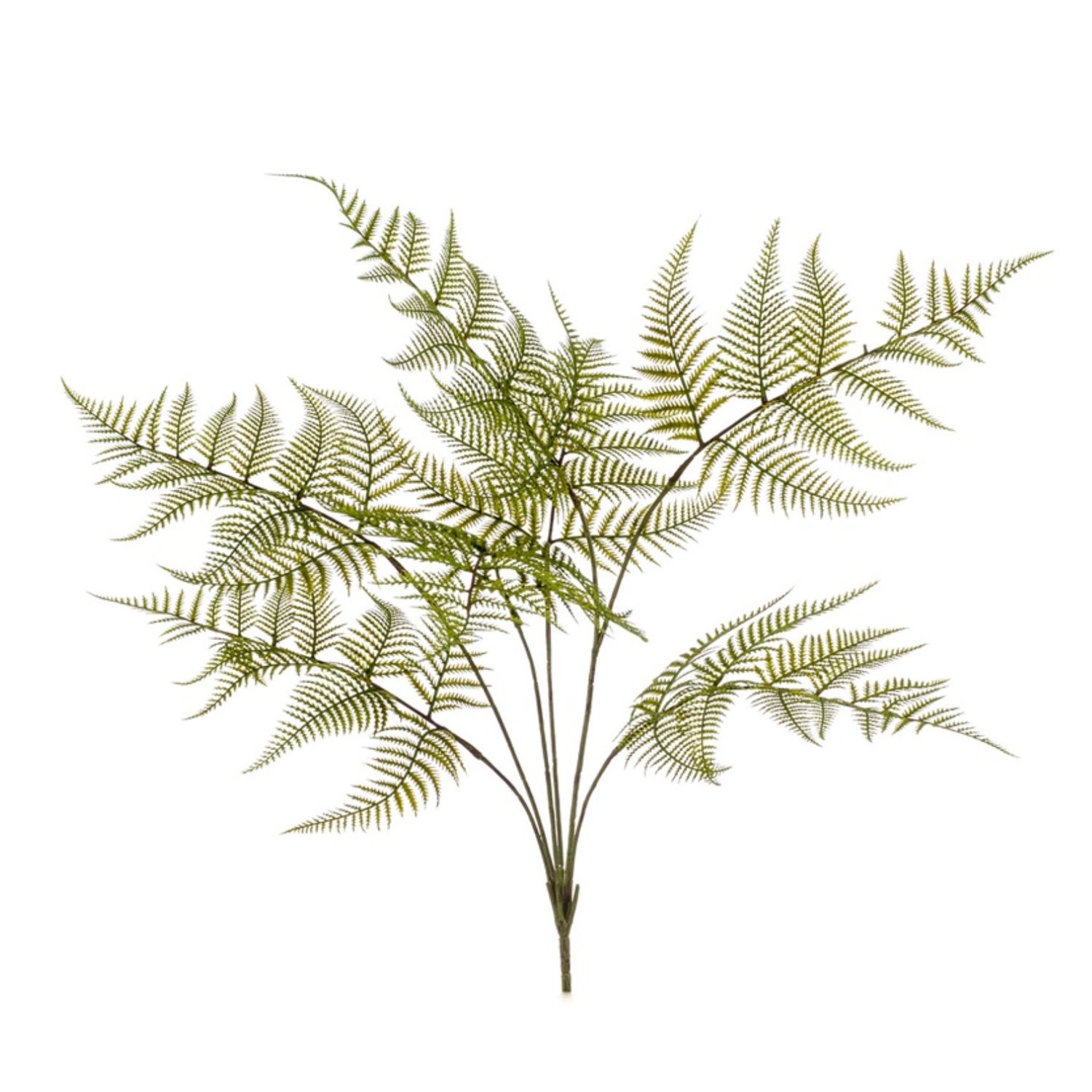 Fern Garden Bush