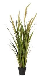 Foxtail Grass 90 cm