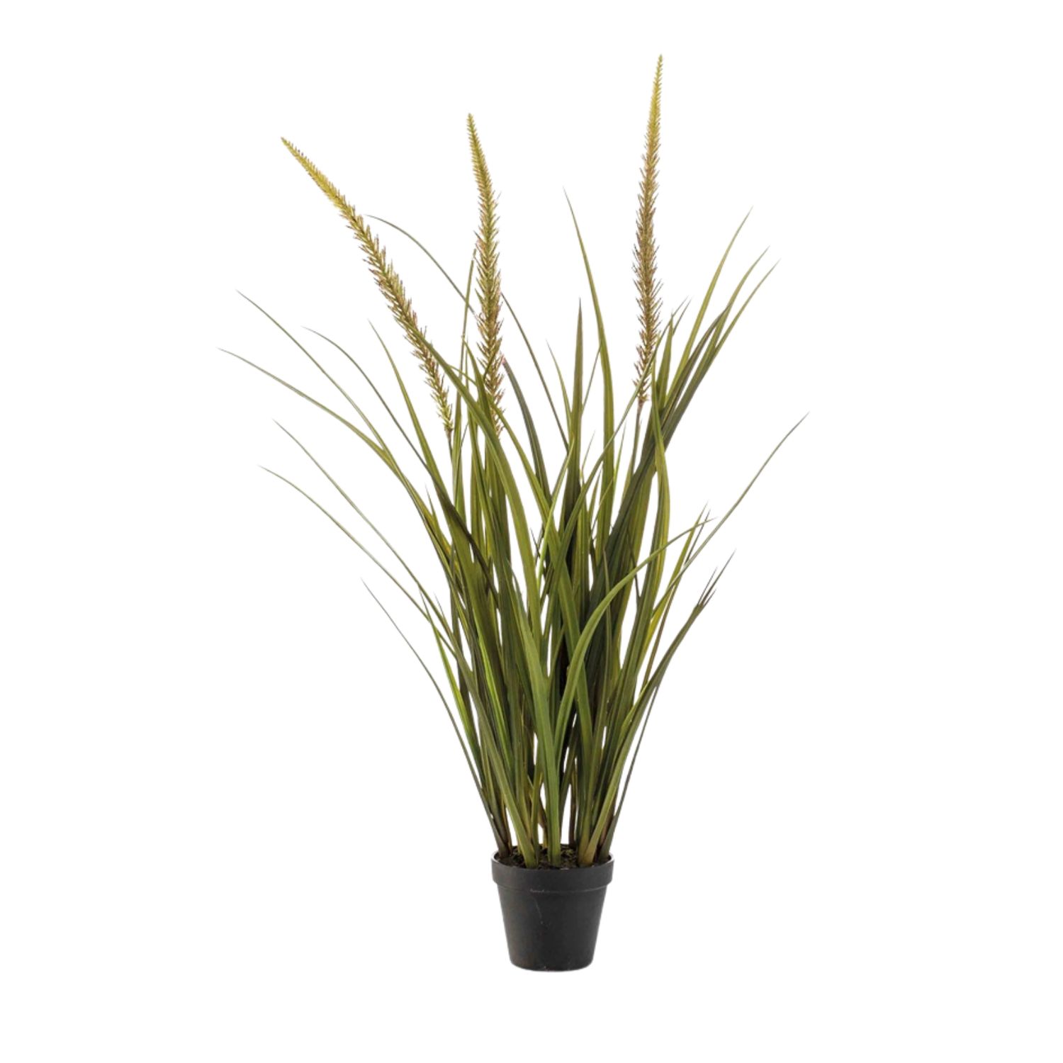 Foxtail Grass 90 cm