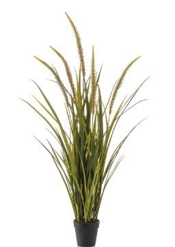 Foxtail Grass 115 cm