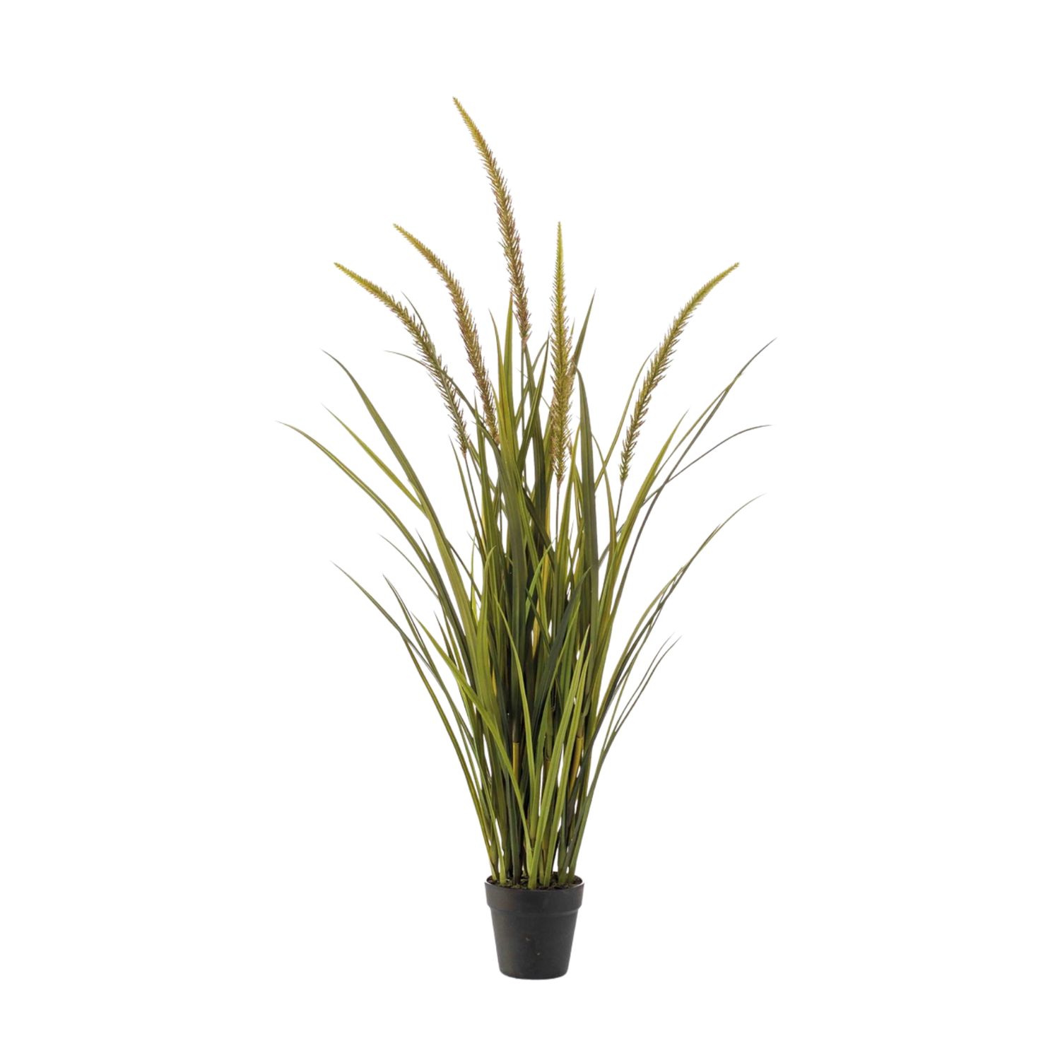 Foxtail Grass 115 cm