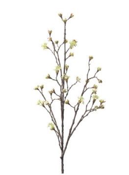 Maple Fruit Branch Cream