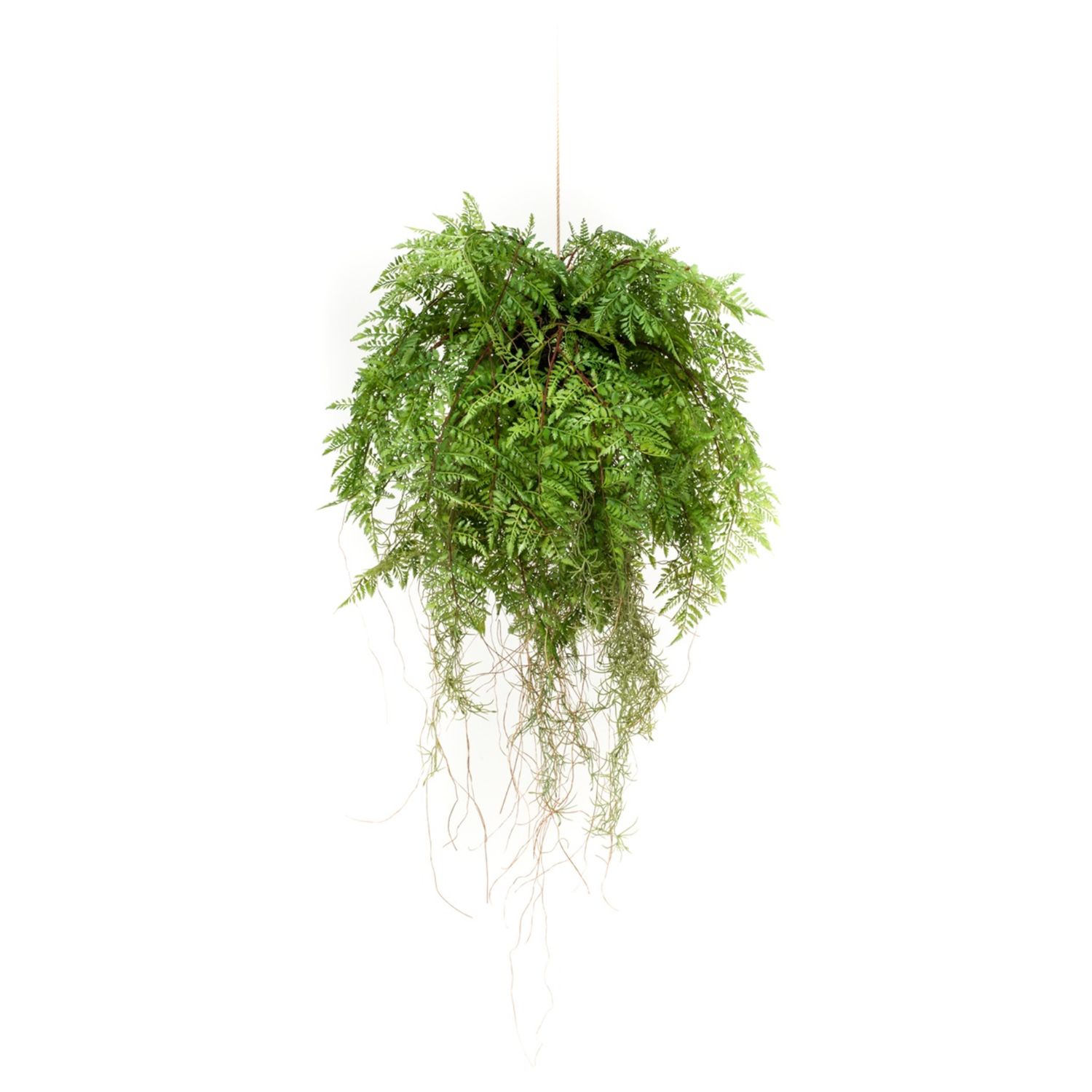 Fern with Roots 55