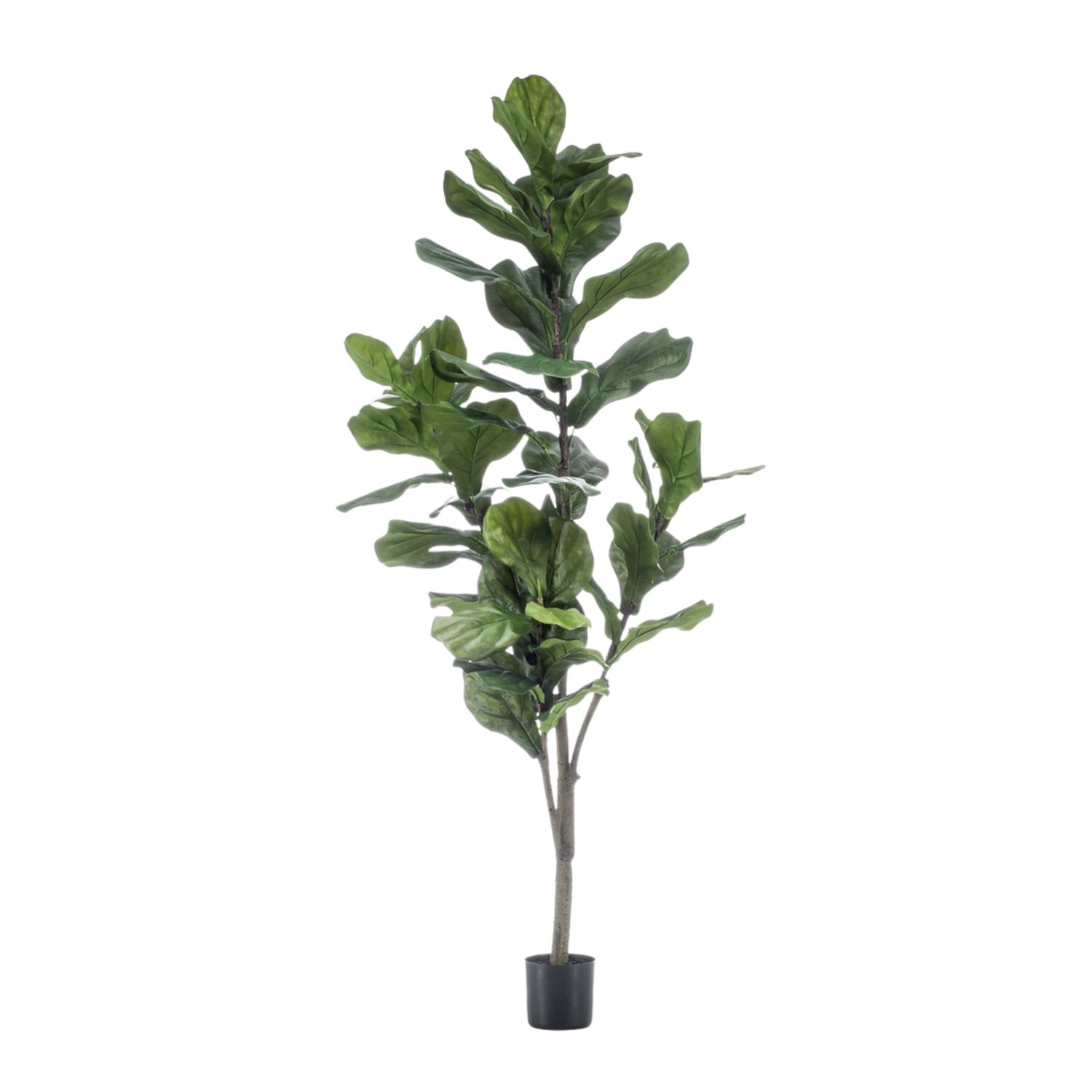 Ficus Lyrata 150 cm