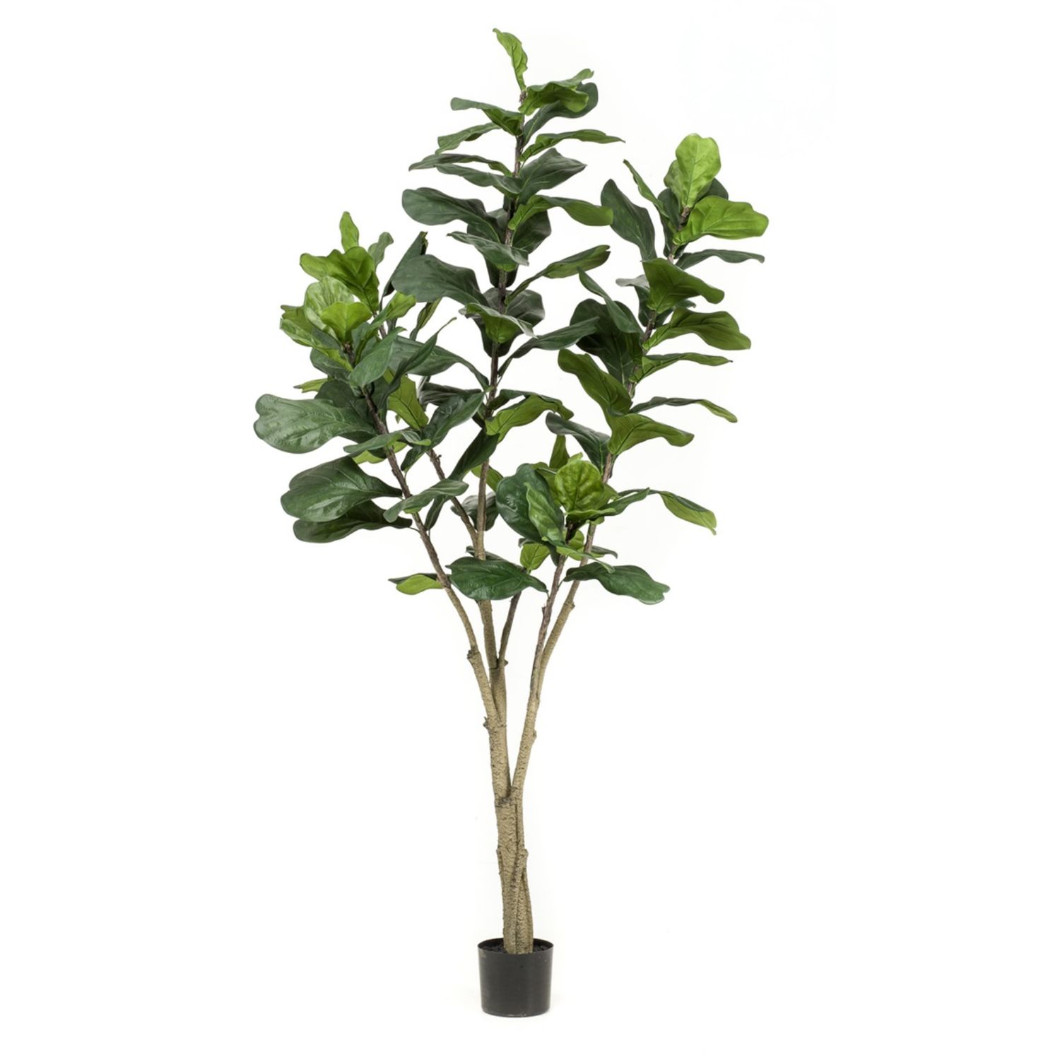 Ficus Lyrata 210 cm
