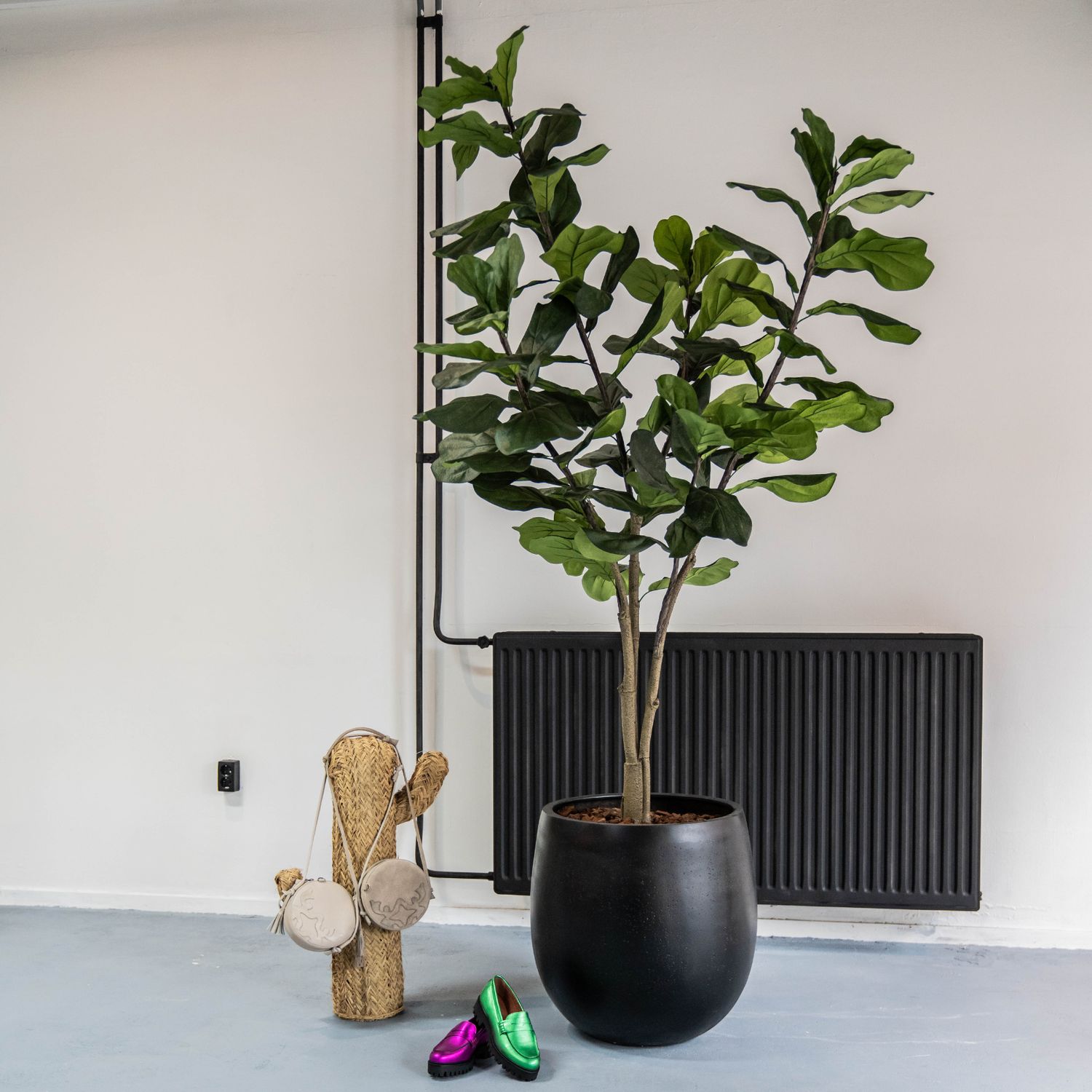 Ficus Lyrata 210 cm