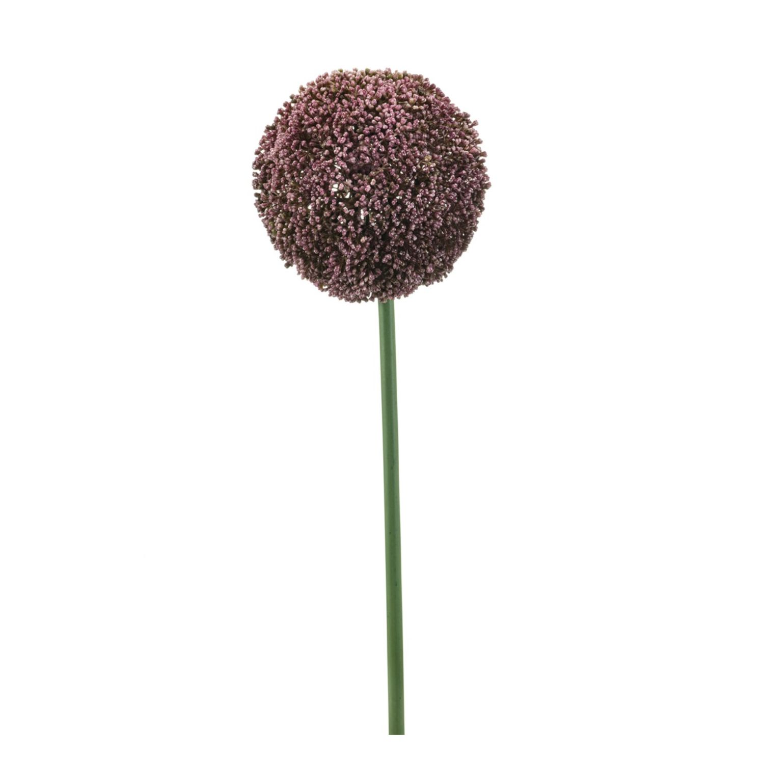 Allium stem paars