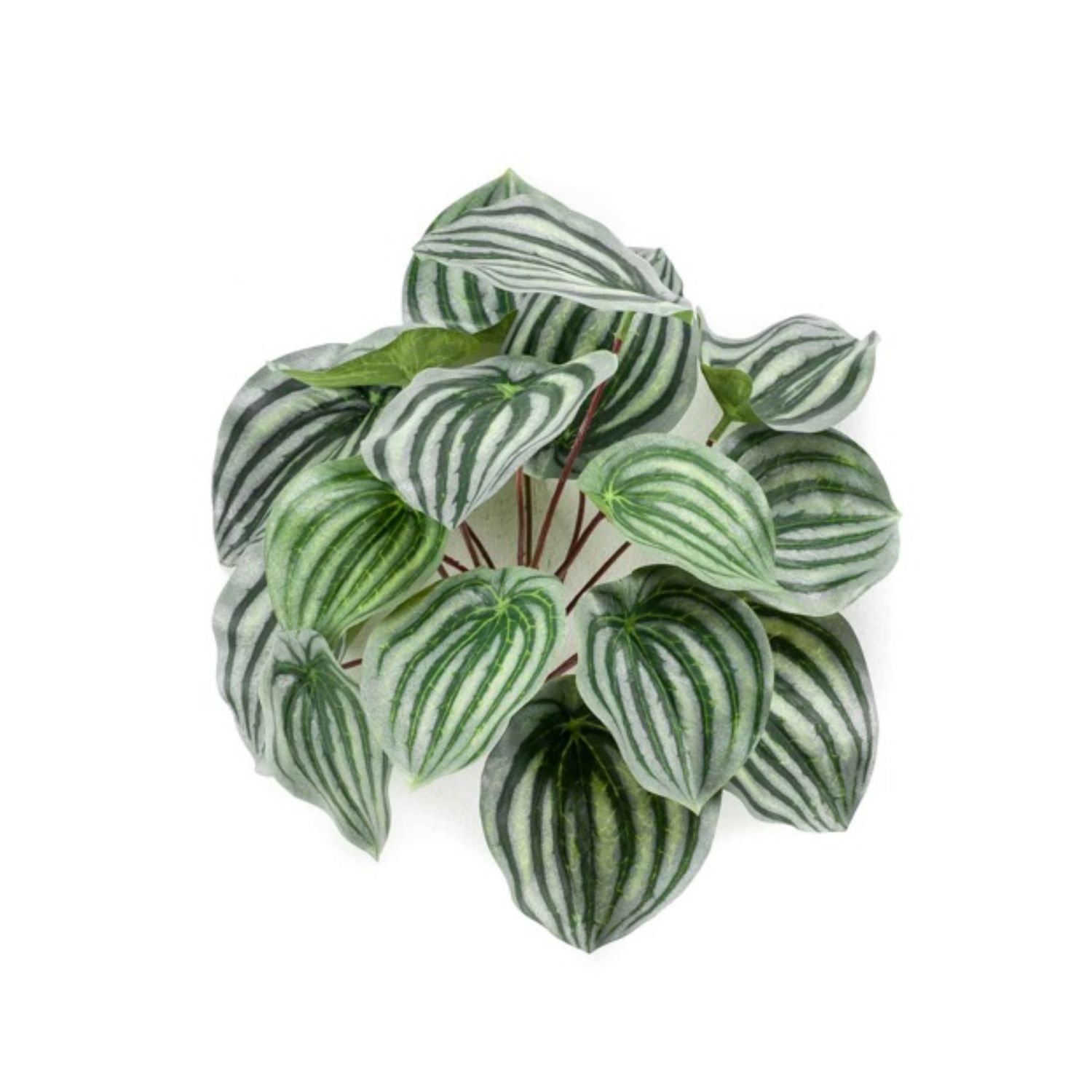Peperomia Bush
