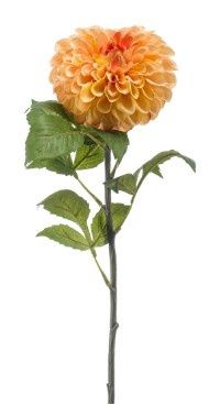 Dahlia Pompon Spray Peach