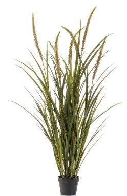 Foxtail Grass 130 cm