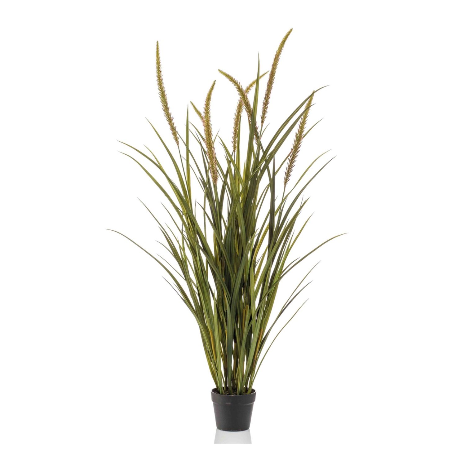 Foxtail Grass 130 cm