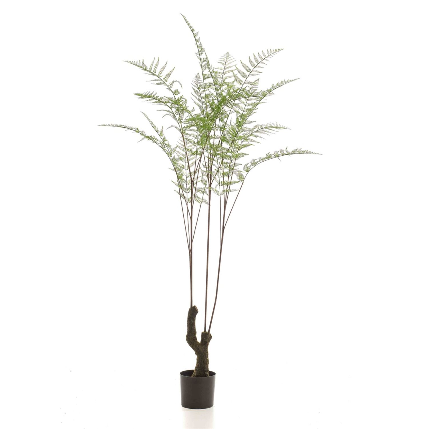 Fern Forest 210 cm